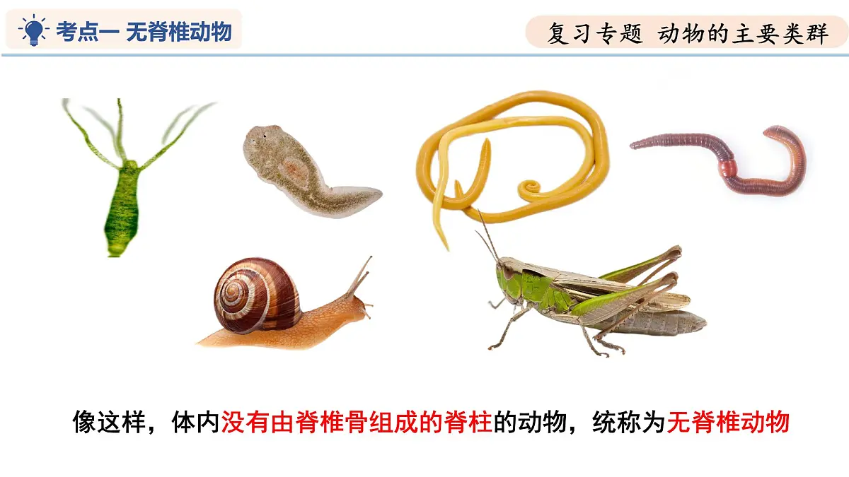 第8章 动物的主要类群（复习课件）-2024-2025学年七年级生物下学期期中考点大串讲（苏科版2024）第5页