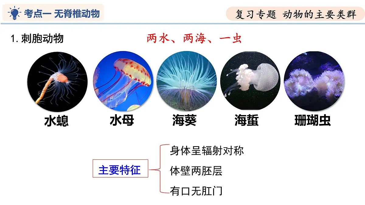 第8章 动物的主要类群（复习课件）-2024-2025学年七年级生物下学期期中考点大串讲（苏科版2024）第7页