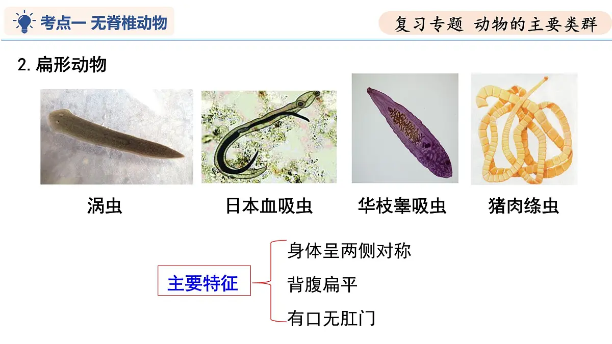 第8章 动物的主要类群（复习课件）-2024-2025学年七年级生物下学期期中考点大串讲（苏科版2024）第8页
