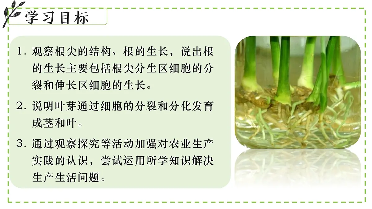 9.2 植物的生长发育 课件-2024-2025学年苏教版生物七年级下册第2页