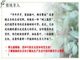 9.2 植物的生長發(fā)育 課件-2024-2025學年蘇教版生物七年級下冊