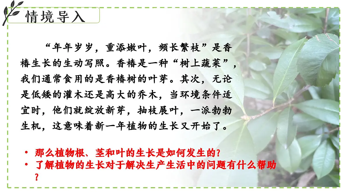 9.2 植物的生长发育 课件-2024-2025学年苏教版生物七年级下册第3页