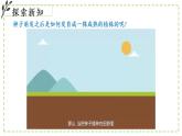 9.2 植物的生長發(fā)育 課件-2024-2025學年蘇教版生物七年級下冊