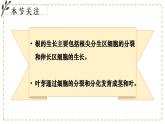 9.2 植物的生長發(fā)育 課件-2024-2025學年蘇教版生物七年級下冊