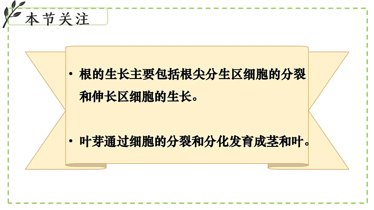 9.2 植物的生长发育 课件-2024-2025学年苏教版生物七年级下册第5页