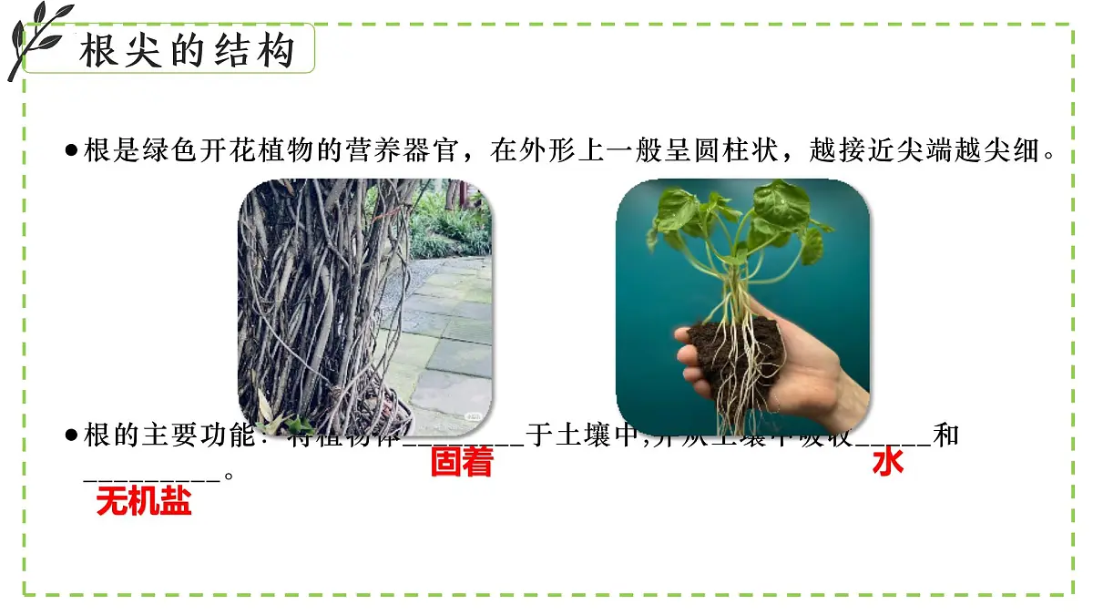 9.2 植物的生长发育 课件-2024-2025学年苏教版生物七年级下册第6页