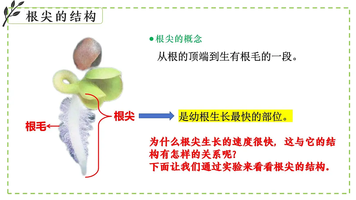 9.2 植物的生长发育 课件-2024-2025学年苏教版生物七年级下册第7页