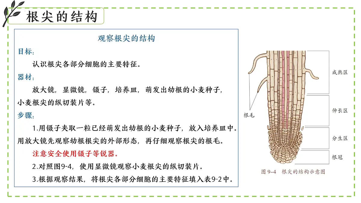 9.2 植物的生长发育 课件-2024-2025学年苏教版生物七年级下册第8页