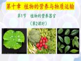 10.1 植物的營養(yǎng)器官（第2課時） 2025學(xué)年七年級生物下冊同步優(yōu)質(zhì)課件（蘇教版2024）