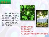 10.1 植物的營養(yǎng)器官（第2課時） 2025學(xué)年七年級生物下冊同步優(yōu)質(zhì)課件（蘇教版2024）