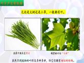 10.1 植物的營養(yǎng)器官（第2課時） 2025學(xué)年七年級生物下冊同步優(yōu)質(zhì)課件（蘇教版2024）
