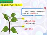 10.1 植物的營養(yǎng)器官（第2課時） 2025學(xué)年七年級生物下冊同步優(yōu)質(zhì)課件（蘇教版2024）