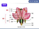 9.3 植物的繁殖（第2課時）（課件） 2025學年七年級生物下冊優(yōu)質備課（蘇教版2024）