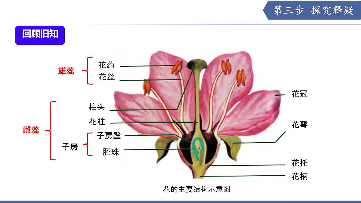 9.3 植物的繁殖（第2课时）（课件） 2025学年七年级生物下册优质备课（苏教版2024）第4页