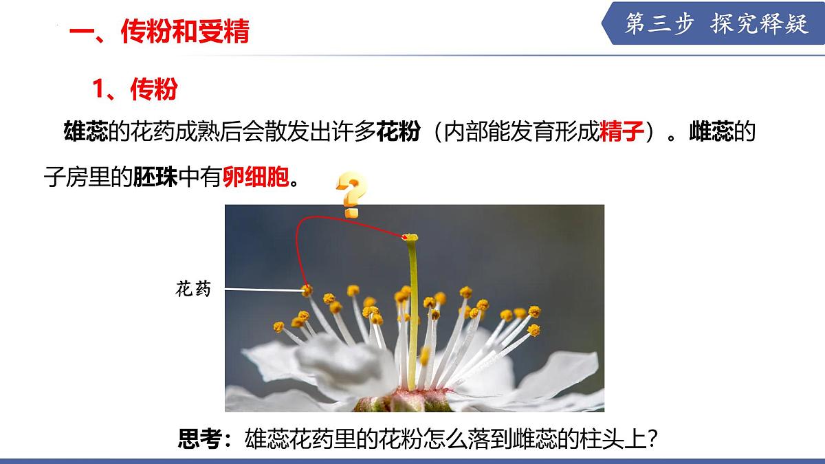 9.3 植物的繁殖（第2课时）（课件） 2025学年七年级生物下册优质备课（苏教版2024）第6页