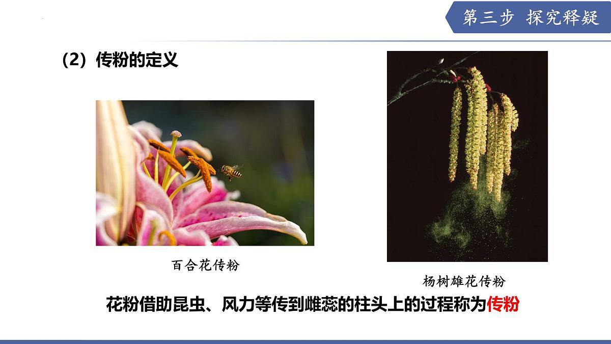 9.3 植物的繁殖（第2课时）（课件） 2025学年七年级生物下册优质备课（苏教版2024）第8页