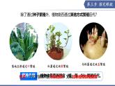 9.3 植物的繁殖（第3課時）（課件） 2025學年七年級生物下冊優(yōu)質備課（蘇教版2024）