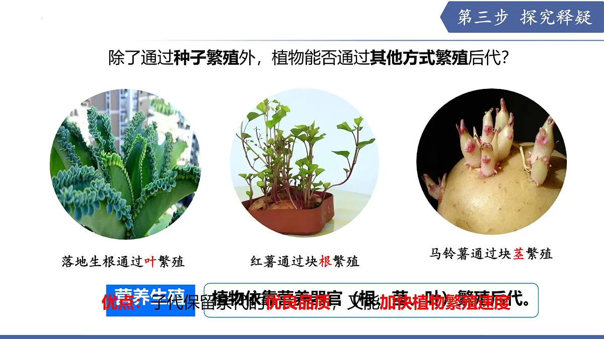 9.3 植物的繁殖（第3课时）（课件） 2025学年七年级生物下册优质备课（苏教版2024）第4页
