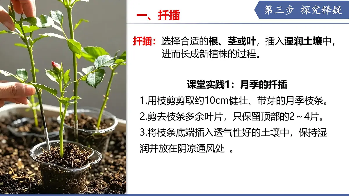 9.3 植物的繁殖（第3课时）（课件） 2025学年七年级生物下册优质备课（苏教版2024）第5页