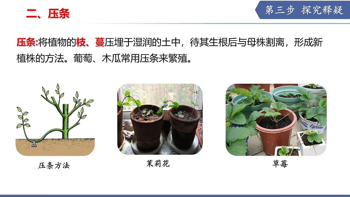 9.3 植物的繁殖（第3课时）（课件） 2025学年七年级生物下册优质备课（苏教版2024）第6页