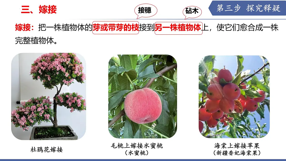 9.3 植物的繁殖（第3课时）（课件） 2025学年七年级生物下册优质备课（苏教版2024）第7页