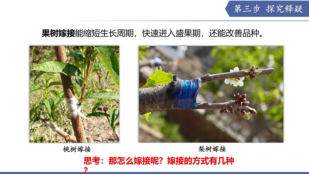 9.3 植物的繁殖（第3课时）（课件） 2025学年七年级生物下册优质备课（苏教版2024）第8页