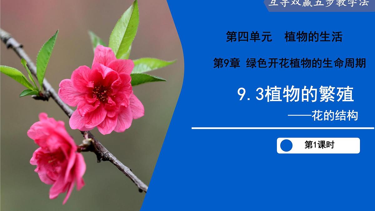 9.3 植物的繁殖（第1课时）（课件） 2025学年七年级生物下册优质备课（苏教版2024）第2页
