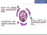 9.3 植物的繁殖（第1課時）（課件） 2025學年七年級生物下冊優(yōu)質備課（蘇教版2024）