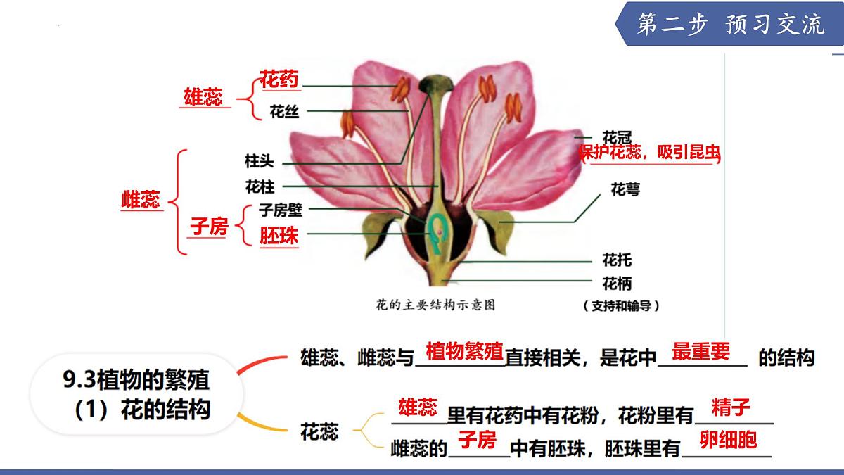 9.3 植物的繁殖（第1课时）（课件） 2025学年七年级生物下册优质备课（苏教版2024）第4页