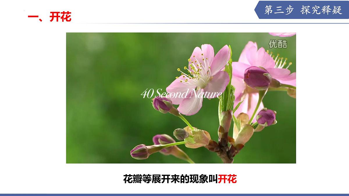 9.3 植物的繁殖（第1课时）（课件） 2025学年七年级生物下册优质备课（苏教版2024）第5页