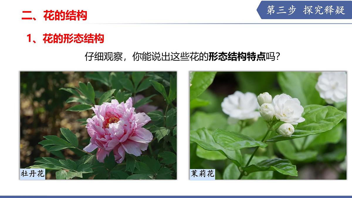 9.3 植物的繁殖（第1课时）（课件） 2025学年七年级生物下册优质备课（苏教版2024）第7页