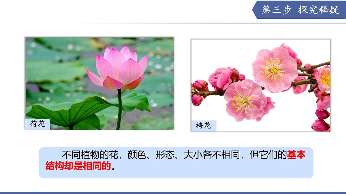 9.3 植物的繁殖（第1课时）（课件） 2025学年七年级生物下册优质备课（苏教版2024）第8页