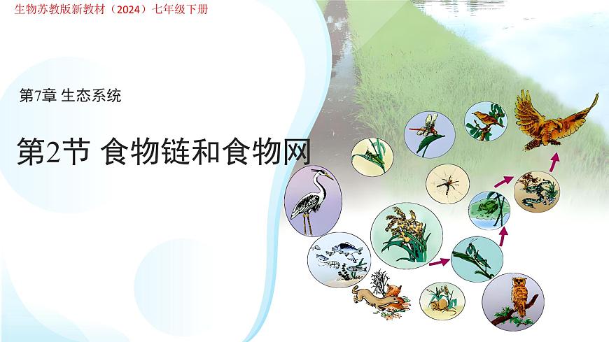 7.2 食物链和食物网 课件 生物苏教版（2024）七年级下册第七章第1页