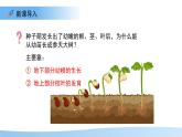 4.9.2 植物的生長 課件 生物蘇教版（2024）七年級下冊第四單元