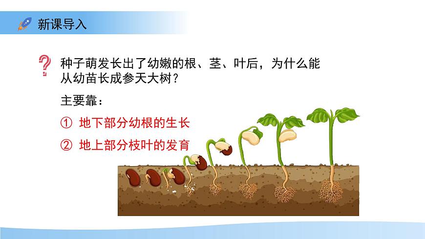 4.9.2 植物的生长 课件 生物苏教版（2024）七年级下册第四单元第3页