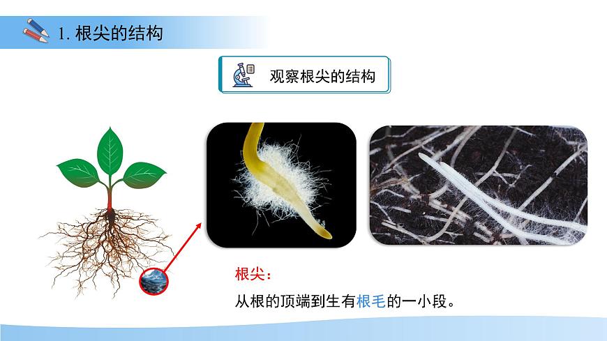 4.9.2 植物的生长 课件 生物苏教版（2024）七年级下册第四单元第4页