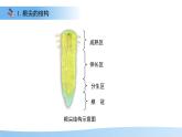 4.9.2 植物的生長 課件 生物蘇教版（2024）七年級下冊第四單元