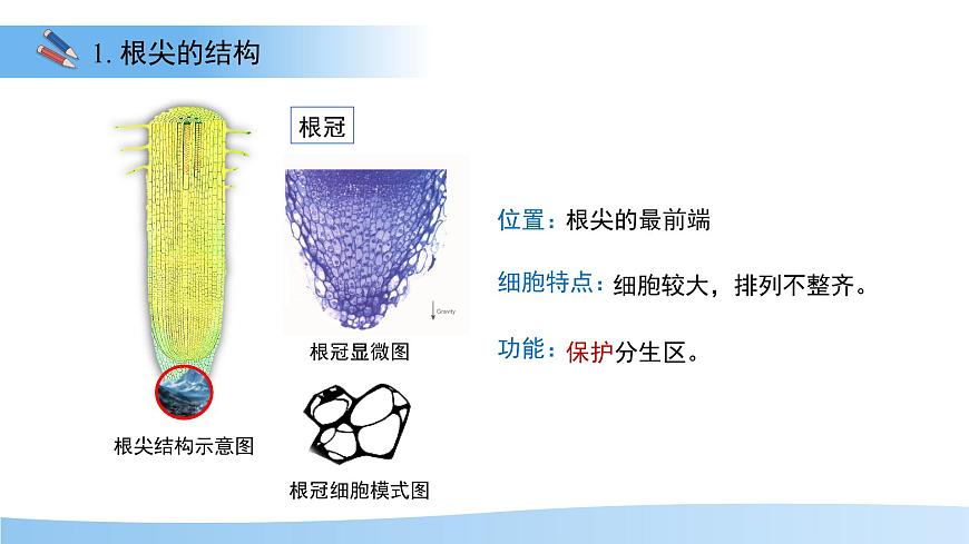 4.9.2 植物的生长 课件 生物苏教版（2024）七年级下册第四单元第6页