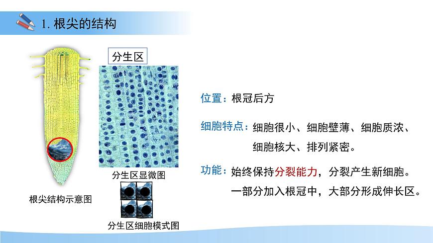 4.9.2 植物的生长 课件 生物苏教版（2024）七年级下册第四单元第7页
