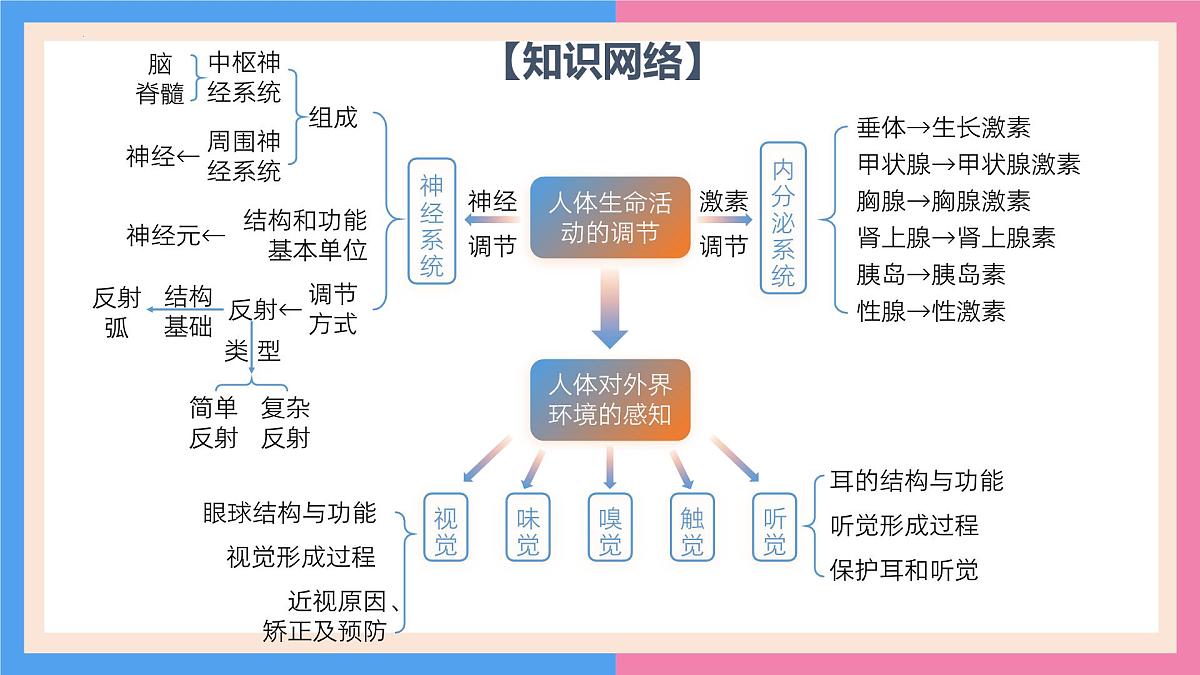 专题复习一 人体生命活动的调节（复习课件）2025学年七年级生物下学期期中考点大串讲（鲁科版五四学制）第3页