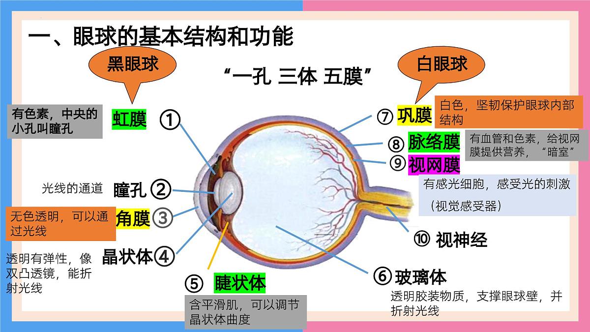 专题复习一 人体生命活动的调节（复习课件）2025学年七年级生物下学期期中考点大串讲（鲁科版五四学制）第6页