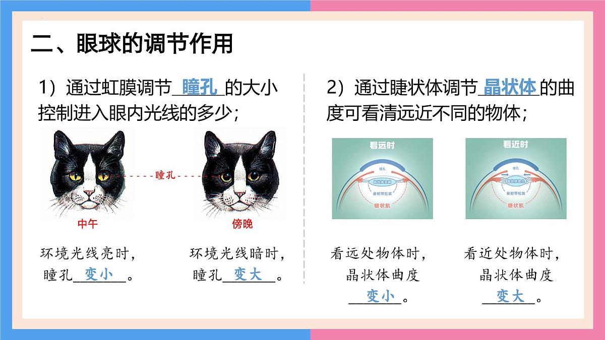 专题复习一 人体生命活动的调节（复习课件）2025学年七年级生物下学期期中考点大串讲（鲁科版五四学制）第7页