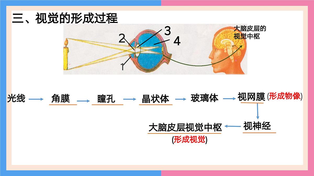 专题复习一 人体生命活动的调节（复习课件）2025学年七年级生物下学期期中考点大串讲（鲁科版五四学制）第8页