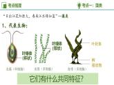 專題一 藻類與植物的類群 2025學年六年級生物下學期期中考點大串講（魯科版五四學制2024）課件