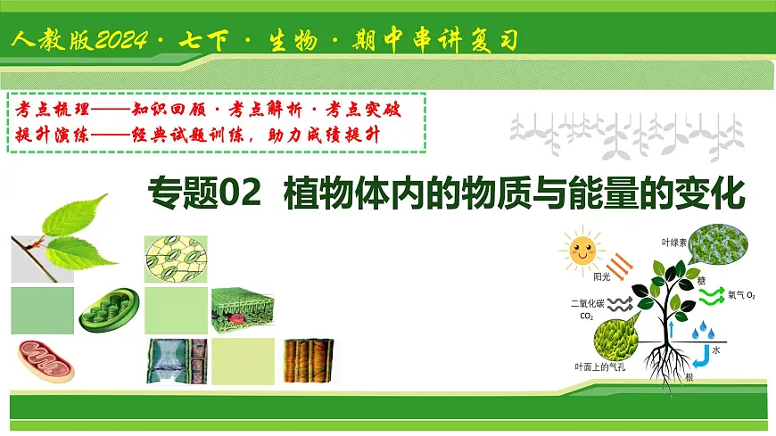 专题02 植物体内的物质与能量变化 2025学年七年级生物下学期期中考点大串讲（人教版2024）课件第1页