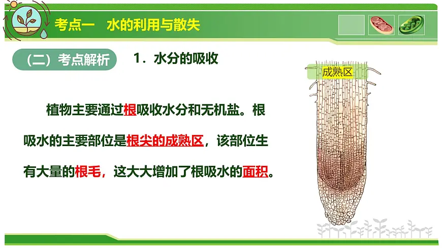 专题02 植物体内的物质与能量变化 2025学年七年级生物下学期期中考点大串讲（人教版2024）课件第4页