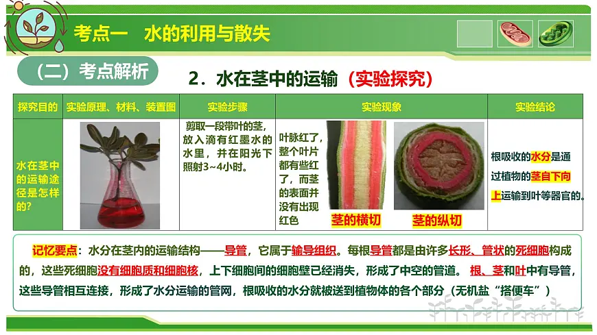 专题02 植物体内的物质与能量变化 2025学年七年级生物下学期期中考点大串讲（人教版2024）课件第5页