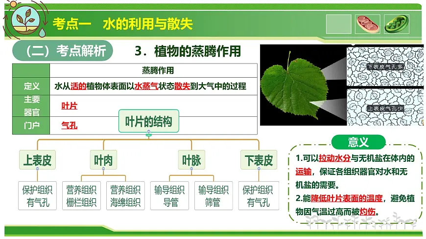 专题02 植物体内的物质与能量变化 2025学年七年级生物下学期期中考点大串讲（人教版2024）课件第6页