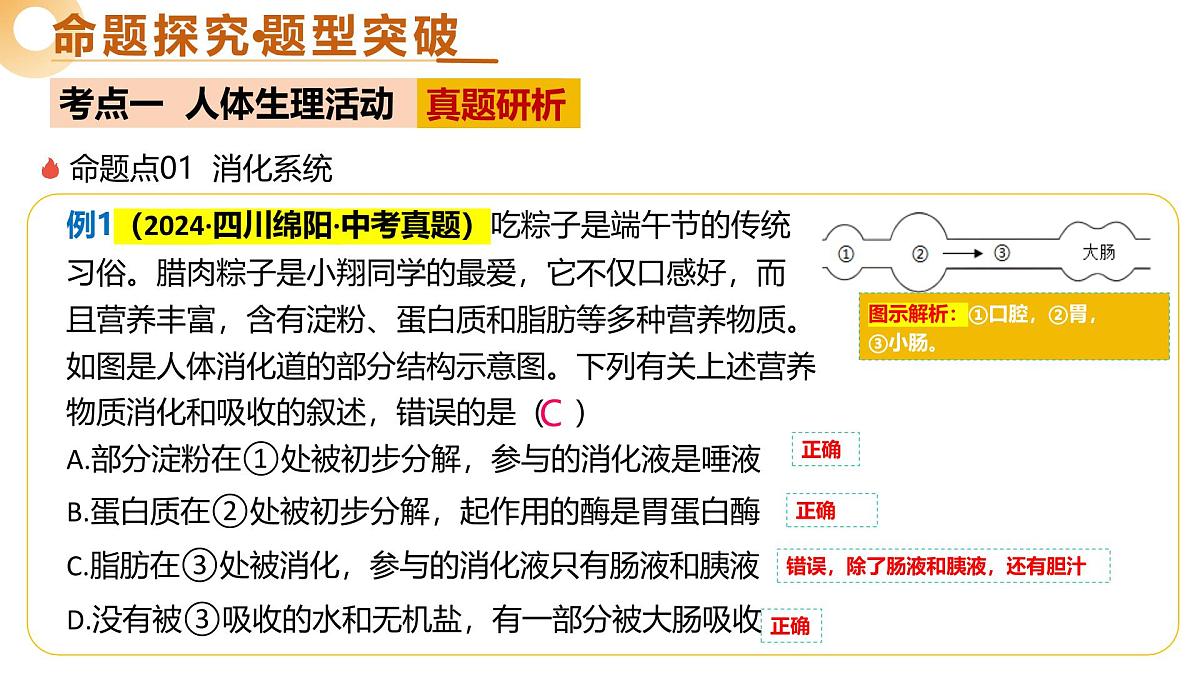 主题五 人体生理与健康（精讲课件）2025年中考生物二轮复习讲练测（全国通用）第6页