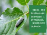 4.1.2 有性生殖增加了后代的多樣性 2025學(xué)年七年級(jí)下冊(cè)生物課件（濟(jì)南版2024）